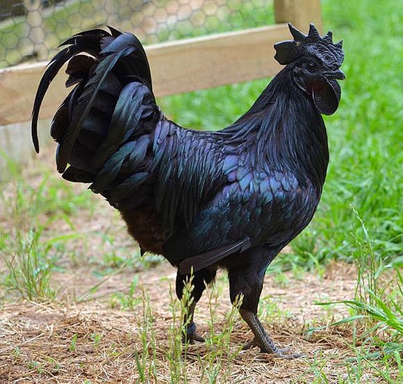 印尼“金属鸡”：全身乌黑象征好运