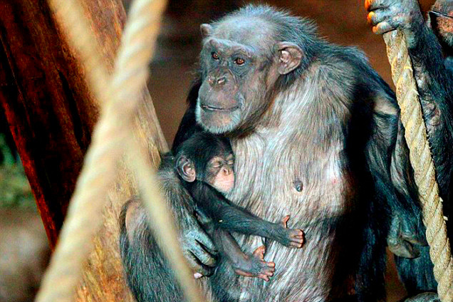 英黑猩猩幼崽怀抱母亲寻保护 彰显温情