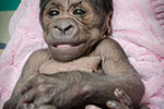 美动物园猩猩宝宝摆类人姿势拍照【图】