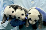 广州三胞胎大熊猫宝宝满月 启动全球征名