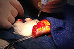 澳洲动物医院为10岁金鱼做高难度脑瘤手术