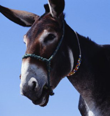 东阿阿胶加快驴皮原料全球&ldquo;布点&rdquo;