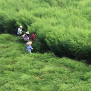 为寻青蒿险坠悬崖