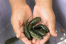 拉美&ldquo;生物武器&rdquo;抗寨卡　