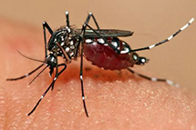 巴西确认寨卡病毒可通过血液传播