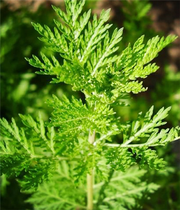 分分钟读懂昆药&ldquo;明星&rdquo;产品创新之路