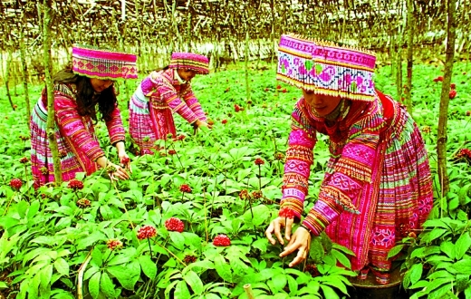 揭秘价格过低三七真相