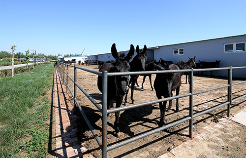 秦玉峰：我想养一头全球化的驴