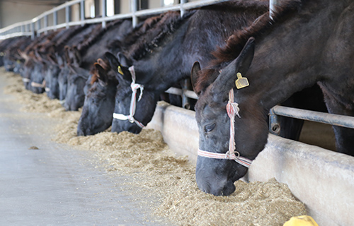 东阿阿胶构建&ldquo;全产业链质量控制&rdquo;模式
