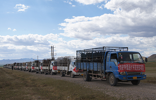 小毛驴拉动&ldquo;扶贫车&rdquo;