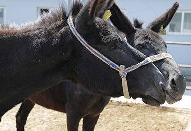 &ldquo;黑驴王子&rdquo;进军火锅武林