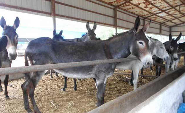 东阿阿胶把毛驴当药材养
