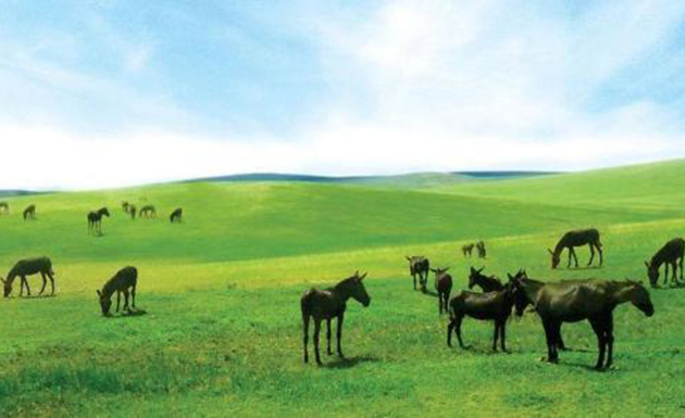 驴产业成为中国畜牧业发展新动力