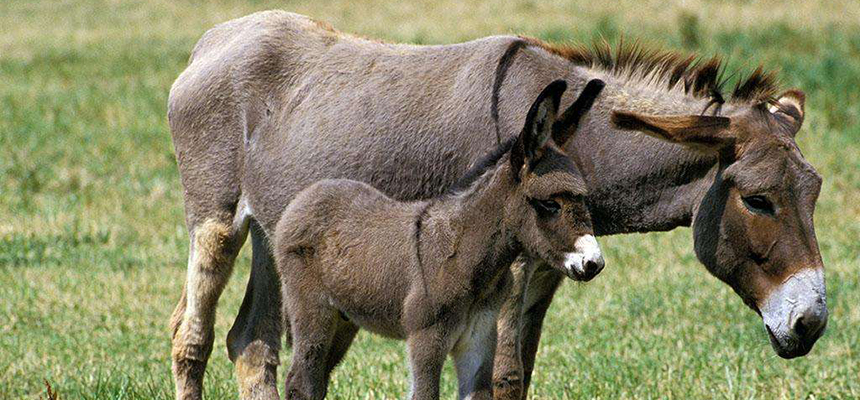 东阿阿胶追溯体系升级 2.0版将覆盖全产业链确保品质