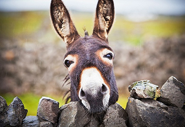 东阿阿胶公布2017半年报：原料战略助力企业稳步增长