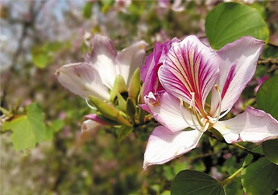 过敏的孩子为啥越来越多？