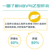 一图了解HBV与乙型肝炎