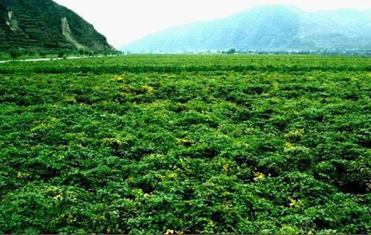 坚持标准化生产药材，这是医药产业创新的体现