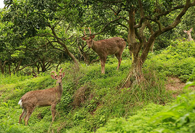 探访长寿湖太极岛：健康身心“养”出来