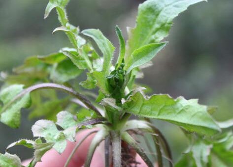 野菜虽鲜别多吃小心日光性皮炎