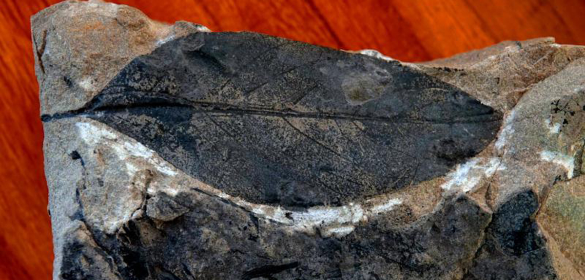 【大医观“茶”】追根溯源，王阶教授详谈普洱茶的内涵与外延