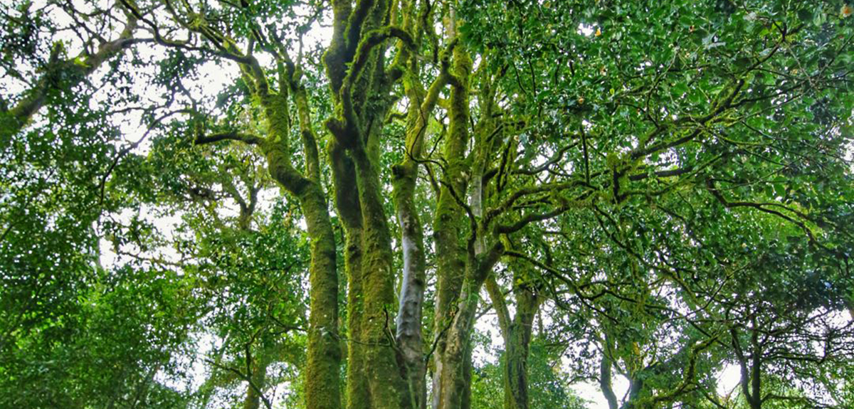 【大医观“茶”】最能“化”物，认识普洱茶传统与现代功效