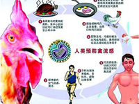 世界卫生组织：不排除病源来自猪等动物