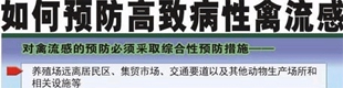 日常生活中怎样预防人感染高致病性禽流感？