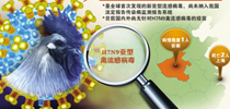 H7N9禽流感简介