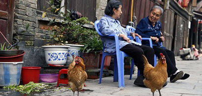 贵州铜仁古城里人鸡“和平共处”
