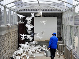 济南隔离圏养“广场鸽”预防H7N9禽流感