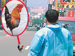 台湾防禽流感 闹市8人抓流浪鸡大战一个多小时