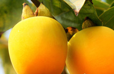 白领保健：白领最宜吃的9种食物