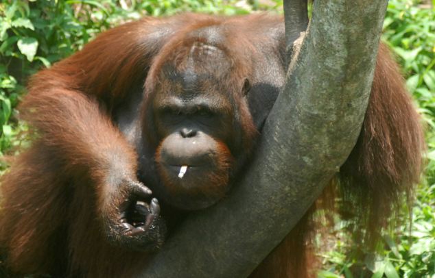印尼猩猩捡拾游客烟头染上烟瘾【图】