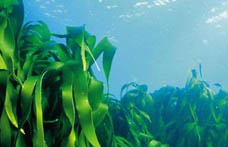 8大癌症的“免死金牌”（组图）