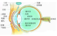 青光眼什么时候手术最合适?