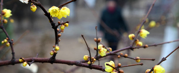 山东威海：腊梅花绽放