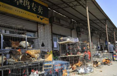 受H7N9禽流感影响 郑州禽类市场生意惨淡