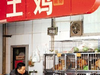 浙江：土鸡养殖户给1800只鸡喂板蓝根