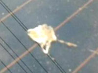 女子怕禽流感报警求除鸟粪 被罚200元