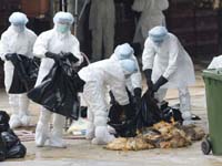 实拍南京城管为防禽流感劝阻市民遛鸟