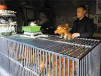 京首例H7N9患者家庭所售活鸡购自天津