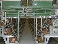 生活服务台:煮熟肉蛋放心吃