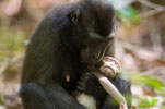 印尼母猴怀抱死去幼崽数天 深情凝视不舍抛弃
