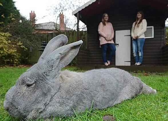 獨眼巨兔奧斯卡的幸福生活 有定制小屋飯量驚人