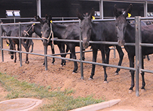 把毛驴当作药材养