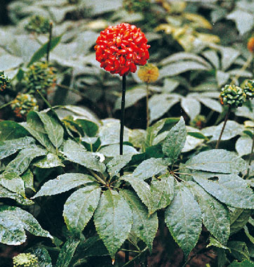 道地品质：云南，天然药用植物的基因库