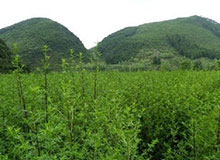 国内最大青蒿素抗疟药制剂生产基地在嘉兴