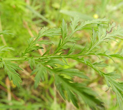 屠呦呦出席诺奖感言：中国传统医药是伟大宝库
