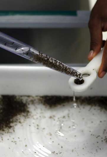 科普：如何保护自己远离寨卡病毒